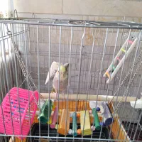 عروس هلندی ماده|پرنده|تهران, شهرک هما|دیوار