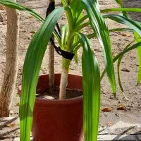 فروش گل|گل و گیاه طبیعی|مبارکه, |دیوار