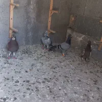 دو عدد جوجه ،دو عدد بزگ