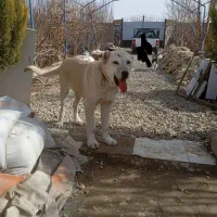 سگ سرابی شش ماهه