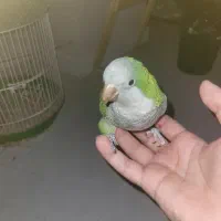 طوطی راهب دستی سبز