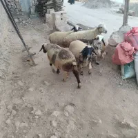 فروش چهار تا میش جوان با دوتا بره ماده