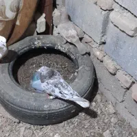 کبوتر پرنده دورگ