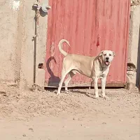 واگذاری پژدر عراقی سرابی الابای خراسانی افغان