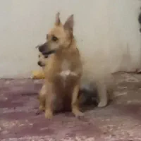 پاکوتاه... خیلی زرنگ و حرف گوش کن