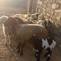 فروش میش داشتی|حیوانات مزرعه|سمیرم, |دیوار