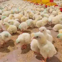 جوجه گوشتی ۱ روزه