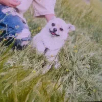 سگ پامر روباهی