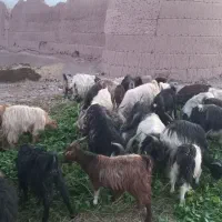 بزداشتی|حیوانات مزرعه|بوانات, |دیوار