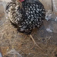 ویاندوت سیلور