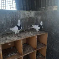 طوقی|پرنده|اصفهان, نصرآباد|دیوار