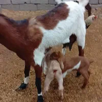 بزپاکستانی