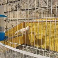 ۳  تا قناری.عروس هلندی  معاوضه|پرنده|شیراز, کوشک میدان|دیوار