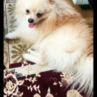 فروش سگ پامرانین روباهی 10 میلیون|سگ|خرمآباد, |دیوار