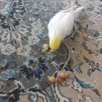 عروسی هلندی سخن‌گو