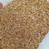 لپه ،محصول امسال|خوردنی و آشامیدنی|سقز, |دیوار