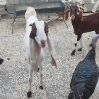 بز پاکستانی|حیوانات مزرعه|بندر دیر, |دیوار