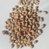 پسته دهن باز خندان