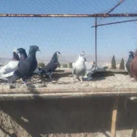 کبوتر.کفتر رنگی|پرنده|فسا, |دیوار