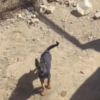 سگ ژرمن|سگ|شیروان (خراسان), |دیوار