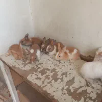 بچه خرگوش خوشرنگ