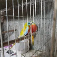 فروش یا معاوضه طوطی گرنچیگ مولد نئوفما مولدعروس کو
