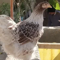 مرغ برهما بلک متلد، خروس کوشین پورسلن، مرغ ویاندوت