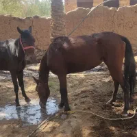 دوتا اسب نر و ماده|اسب و تجهیزات اسبسواری|فهرج, |دیوار