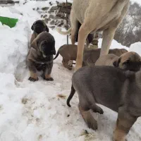 سگ سرابی ماده|سگ|اردبیل, |دیوار