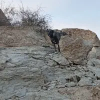 سگ سرابی گله ماده