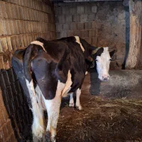 گاو|حیوانات مزرعه|نمین, |دیوار