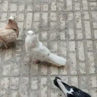 کفتر|پرنده|آفتاب, |دیوار
