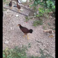خروس بوقلمون