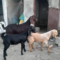 مری با کره نر و ماده