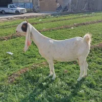 بز گلابی پاکستانی و بزغاله گلابی|حیوانات مزرعه|اصفهان, رهنان|دیوار