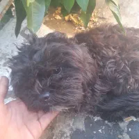 سگ دستی|سگ|شیراز, راهنمایی|دیوار