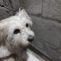 سگ پاکوتاه