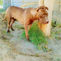 سگ پیت بول ماده
