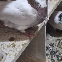 کبوتر|خوردنی و آشامیدنی|مشکیندشت, |دیوار