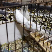 مرغ عشق هلندی سفید|پرنده|باوی, |دیوار