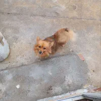 سگ پاکوتاه پامر|سگ|مشگین شهر, |دیوار