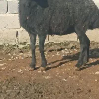 بوقلمون|حیوانات مزرعه|علی‌آباد کتول, |دیوار