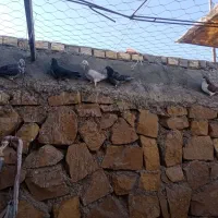 کبوتر خونگی|پرنده|جوین, |دیوار