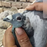 کفتر|پرنده|خوسف, |دیوار