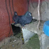 زاغ صرب اصل جنس|پرنده|کوهرنگ, |دیوار