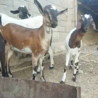 تعدادی بز|حیوانات مزرعه|مهران (هرمزگان), |دیوار