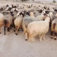 فروش 55راس میش ترکی بختیاری آبستن|حیوانات مزرعه|جره و بالاده, |دیوار