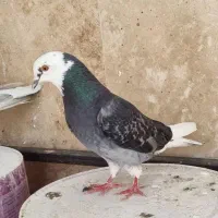 کبوتر
