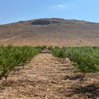فروش-باغ-بادام