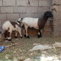 میش با بره ماده